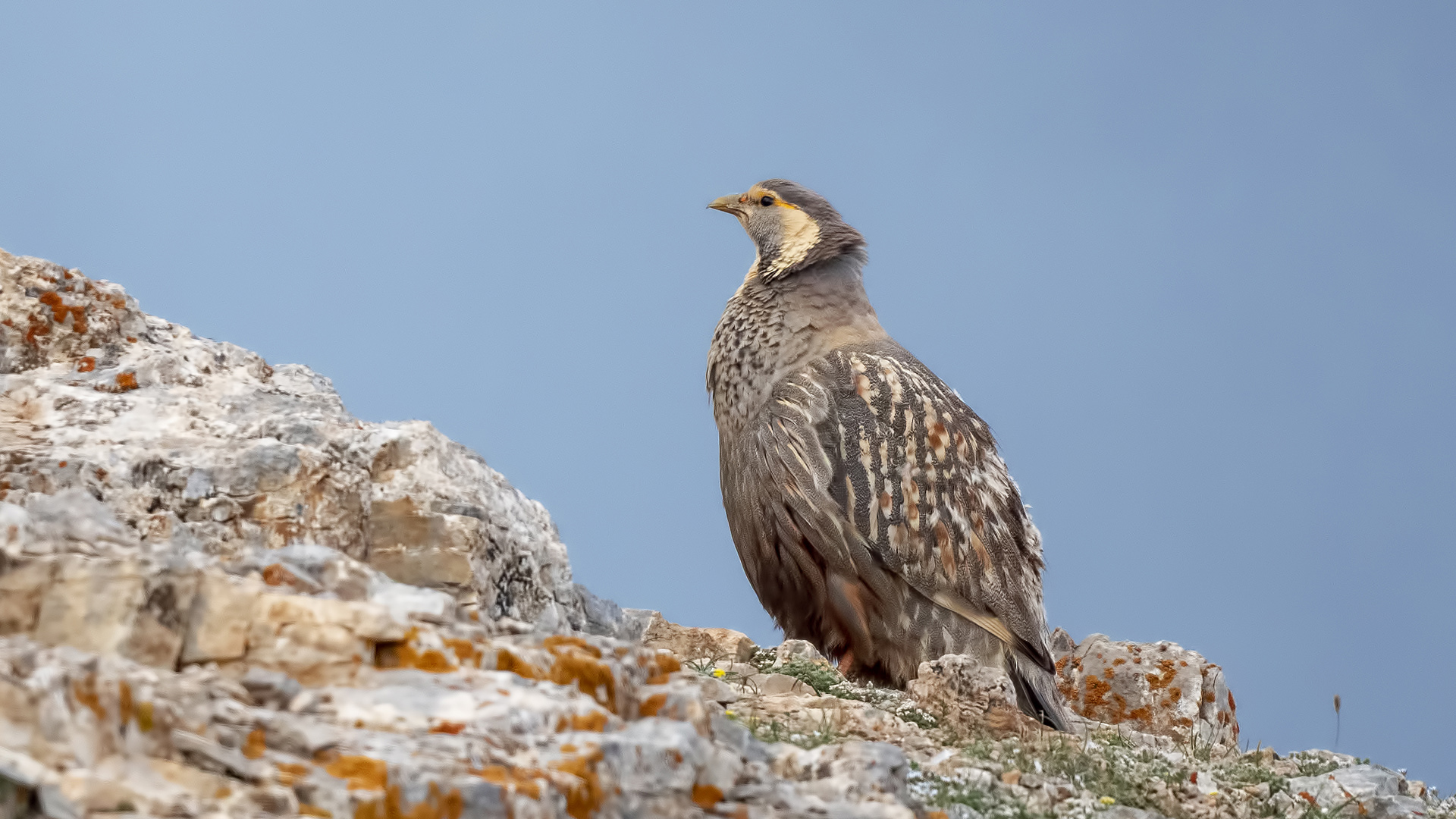 Caspian Snowcock